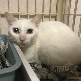 譲渡対象動物のご紹介