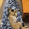お姉ちゃんの足の間で寝るの大好き〜^_^