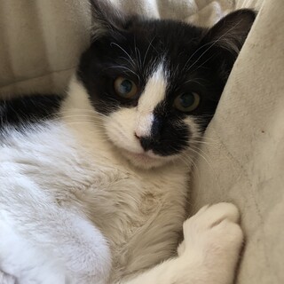 可愛いヤンチャな男の子です♪