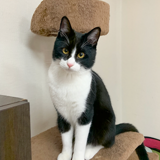 【豆】＜譲渡決定！＞でも甘えたなハチワレ