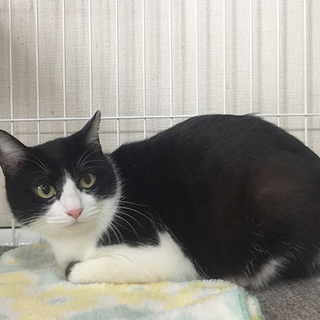 【マム】穏やかでゴロスリにゃんこ