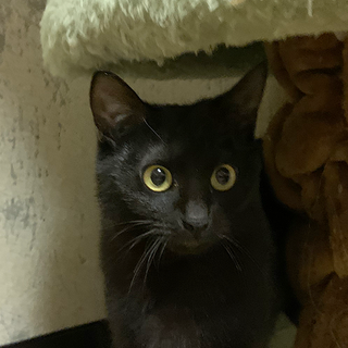 里親さま決定【ジジ】とってもおしゃべりな黒猫