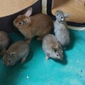 3/4生まれミニうさぎ(4羽)