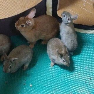 3/4生まれミニうさぎ(4羽)