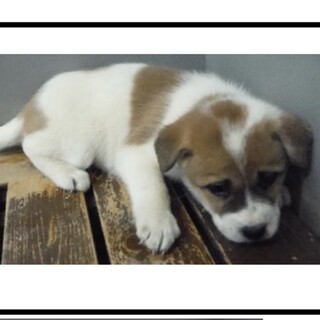 団体様より引き出し完了。子犬♀003