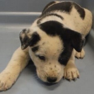 里親様に迎えられました。子犬♀004