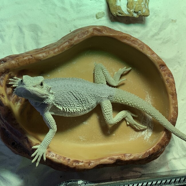 おばたくのカバー写真