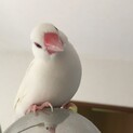 白文鳥 ♂ さえずります