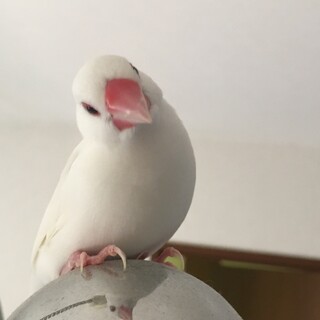 白文鳥 ♂ さえずります