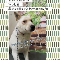 「倉敷から、ギリギリのお願い、やつし君→卒業！」サムネイル1