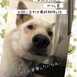 「倉敷から、ギリギリのお願い、やつし君→卒業！」サムネイル2