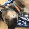 迷子札つけてます