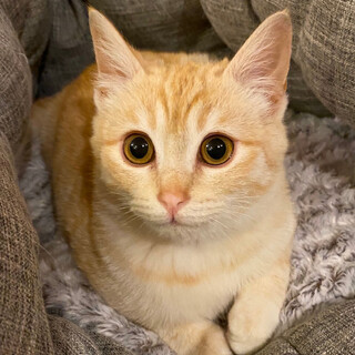 募集一時停止★茶トラ男子コロニラ君