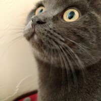 ブリお