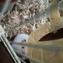 ハムスターの里親さんを募集しています