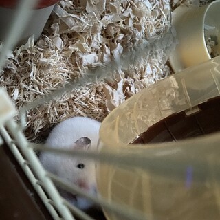 ハムスターの里親さんを募集しています