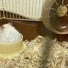 ハムスターの里親さんを募集しています サムネイル2