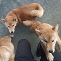 4ヶ月の可愛い柴犬の子犬(男の子)