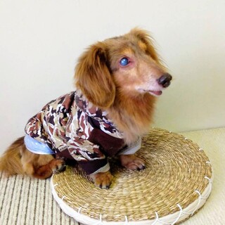 70代80代の方も歓迎☆ゴッホくん推定12〜14歳