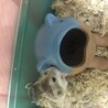 ロボちゃん里親様決定しました。 サムネイル2