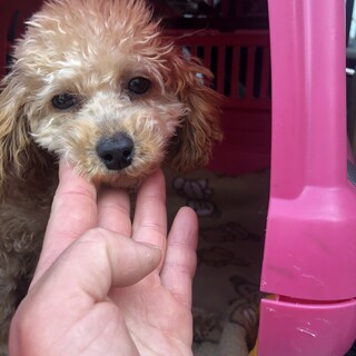 トイプードルMIX （ハンディ犬）パピー