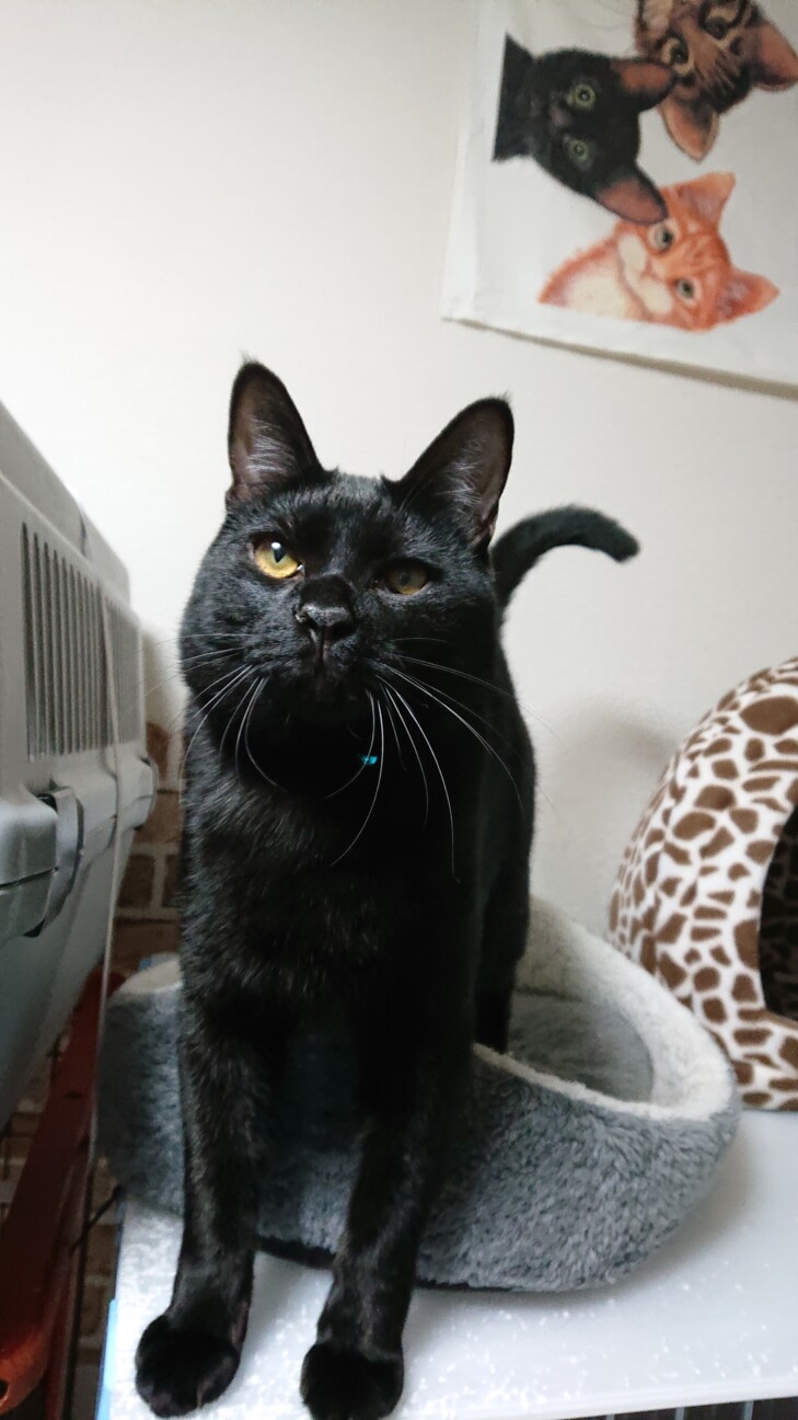 呼べばお返事してくれるお 大阪府 猫の里親募集 268672 ペットのおうち 月間利用者150万人