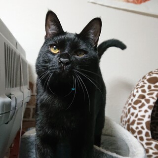 呼べばお返事してくれるおしゃべりなアルルくん