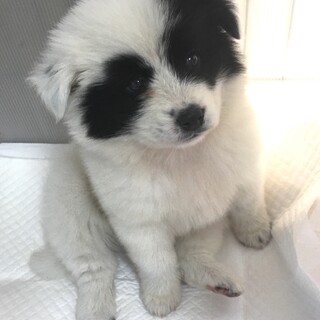 里親決定。白ぶちのまなちゃん2ヶ月半