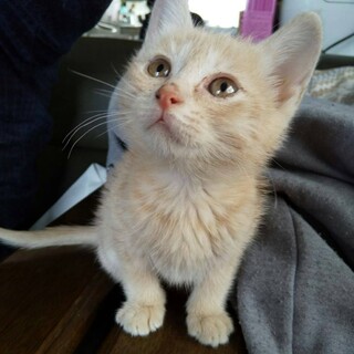 可愛いい子猫優しい家族決定