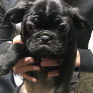 鼻ペチャワンコです。