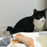吟風