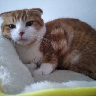 スコティッシュ風のたれ耳が可愛い茶白のゴマメ