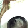 ももまるぷっぷ