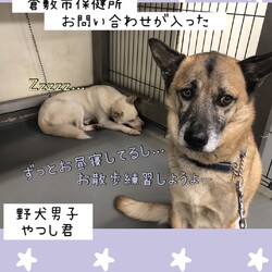 「Edワンコの倉敷市保健所訪問レポート→全頭卒業！」サムネイル3