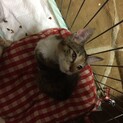 保護しました
