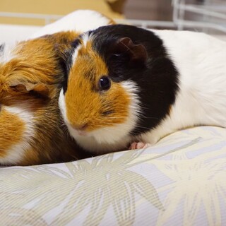 2歳モルモットメス