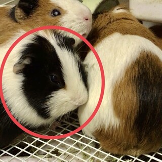 元気なモルモットの♂2歳