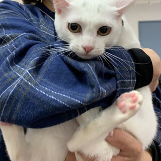 白猫のしらゆき