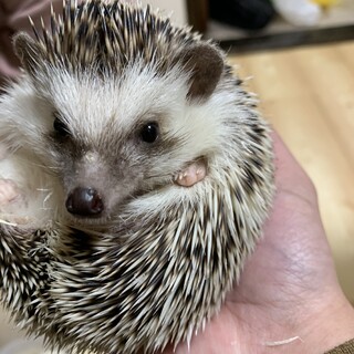 ハリネズミ 男の子　7／3生まれ