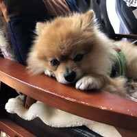 功晴（よしはる）