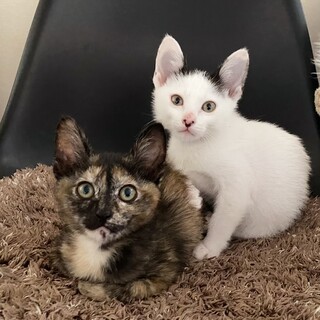 サビー&ハチー姉妹猫　2か月
