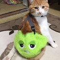 丸っこく人懐っこい茶白の男の子☆