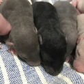 ファンシーラットの里親募集