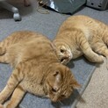 急募！避妊手術済み★甘えん坊の茶トラ★仲良し兄弟