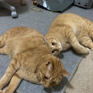 急募！避妊手術済み★甘えん坊の茶トラ★仲良し兄弟