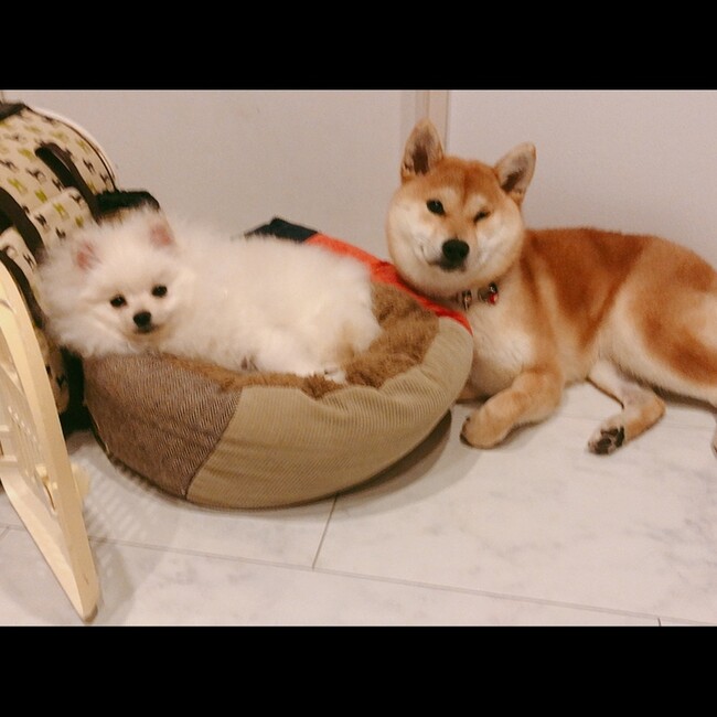 動物看護師のひよこのカバー写真