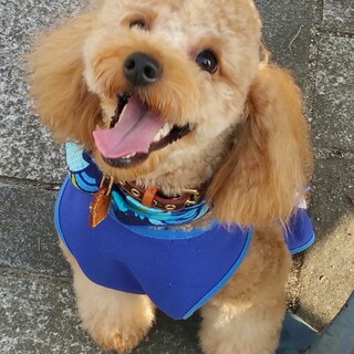 トイプードル(アプリコット・オス・４才)