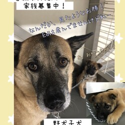 「Edワンコの倉敷市保健所訪問レポート→全頭卒業！」サムネイル1