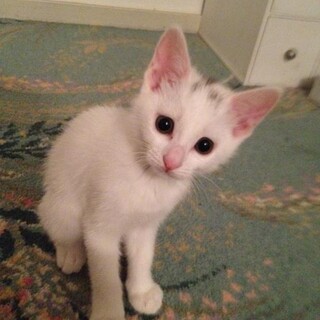 白猫の女の子です
