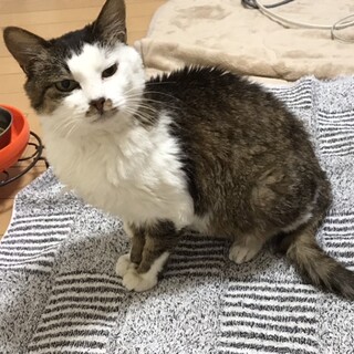 YouTube動画にて救助された、ひーちゃんの募集